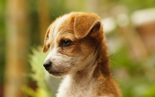 Shiba inu sad dog tilt - dog free wallpaper