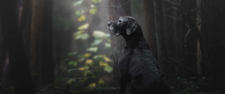 Dog forest fog photorealistic art - the middle of a forest free wallpaper