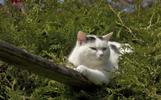 Cat wooden rail bush green - green plant free wallpaper
