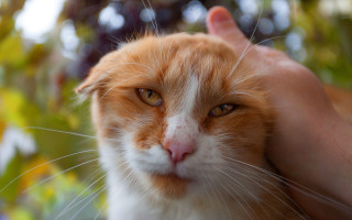 Cat in hand carlos orange - a persons hand free wallpaper