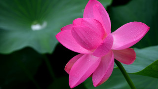 Pink flower water droplets green 5 - simple form free wallpaper