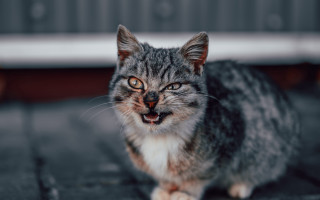 Surprised cat on ground realistic - its mouth open free wallpaper