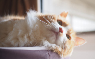 Cat purple cushion floor window - a floor next free wallpaper