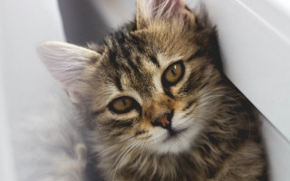 Cat window peeking animal photorealistic - the window sill free wallpaper