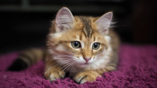 Kitten purple blanket blue eyes 2 - a small kitten free wallpaper