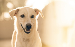 White dog smiling beach desert - a white dog free wallpaper