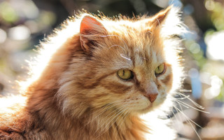 Cat longhair greeneyes lookingaway blurrybackground - a blurry background of trees free wallpaper for desktop