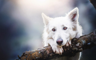 White dog on branch nature - a white dog free wallpaper