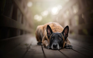Dog laying wooden floor blurry - his eye free wallpaper