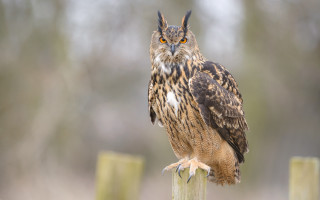 Brown owl wooden post forest - owl free wallpaper