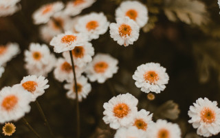 White flower field blurry nature - elinor proby adams free wallpaper