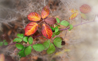 Plant leaves dirt blurry background - a close up of a plant free wallpaper