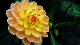 Yellow flower red center garden 2 - green leaf free wallpaper for desktop