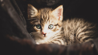 Kitten blue eyes couch black - a kitten free wallpaper