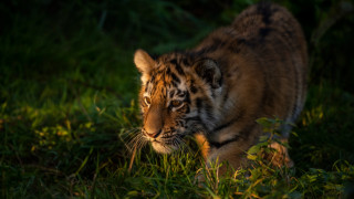 Tiger lush green field forest - a lush green field next free wallpaper for desktop
