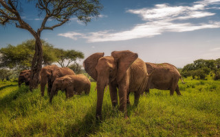 Elephants lush green field tree - a herd of elephants free wallpaper