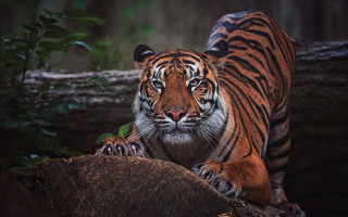 Tiger logs woods serious wildlife - a tiger free wallpaper for desktop