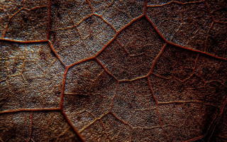 Leaf brown pattern macro nature - slight free wallpaper