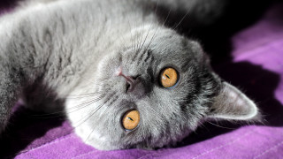 Gray cat purple blanket space - one paw free wallpaper