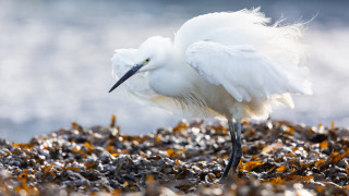 White bird rocky beach seaweed - a rocky beach free wallpaper