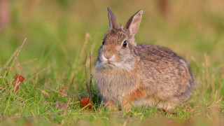 Rabbit grass blue eyes nature 2 - a rabbit free wallpaper