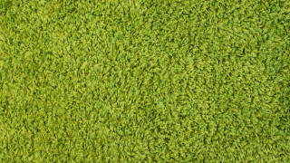 Green grass texture white border - art green free wallpaper