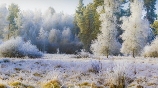 Frosty forest autumn leaves bare - frosty free wallpaper