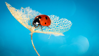Ladybug leaf blue background macro - a lady bug free wallpaper