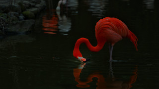 Flamingo drinking water pond birds - other bird free wallpaper