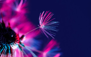 Dandelion blue background pink blue - a dandelion free wallpaper