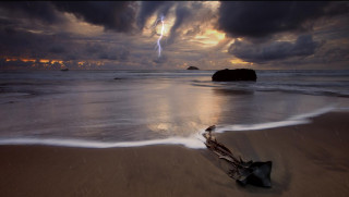 Beach tree branch sand lightning - stormy weather free wallpaper