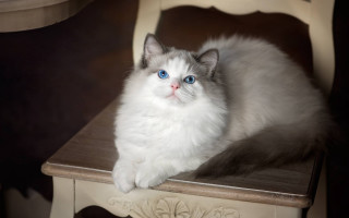 White cat blue eyes marble - a white cat free wallpaper for desktop