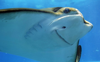 Large fish long nose smiling - a large fish free wallpaper