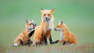Foxes flower field wildlife photography - field next free wallpaper