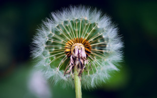 Dandelion blurry background macro photorealism - a dandelion free wallpaper for desktop