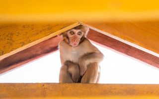 Monkey wooden roof curious eyes - a monkey free wallpaper for desktop