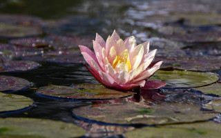 Pink yellow water lily pond 2 - water lily free wallpaper