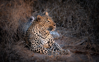 Leopard grass ears puzzle outdoors - its chest free wallpaper