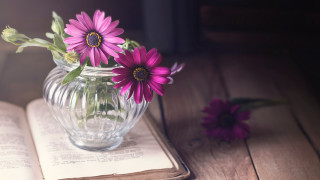 Vase flowers openbook purpleflowers daisylily - an open book free wallpaper