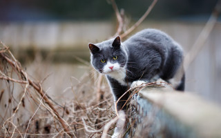 Black cat fence yard dry - dry free wallpaper