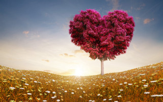 Heart tree daisies sunset romantic - the cloud above free wallpaper