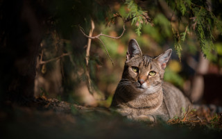 Cat sad under tree yellow - under free wallpaper for desktop