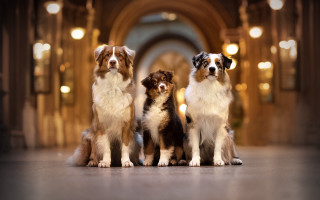 Three dogs hallway arches bokeh - three dog free wallpaper