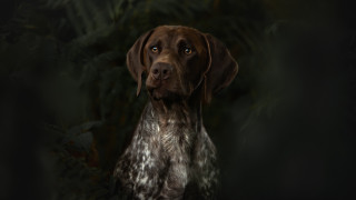 Dog leaves plants dark background - a white spot free wallpaper