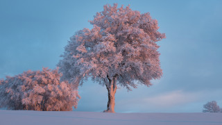 Tree snow blue sky clouds - david martin free wallpaper for desktop