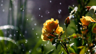 Yellow flower water droplets petals - a yellow flower free wallpaper