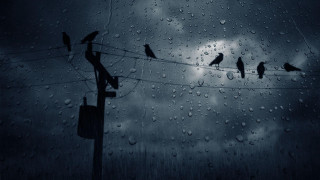 Birds wire rain cloudy sky - fiona stephenson free wallpaper