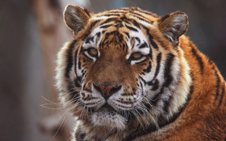 Sad tiger puzzle animal photography - a tiger free wallpaper