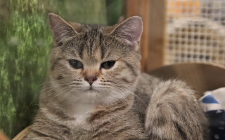 Cat basket serious eyes shiba - a serious look free wallpaper