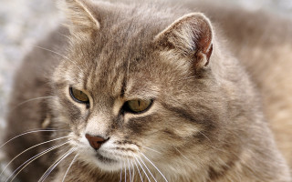 Sad cat looking distance blurry - sad free wallpaper